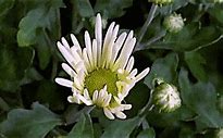 Image result for Daisy Bean GIF