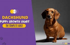 Image result for Dachshund Growth Chart