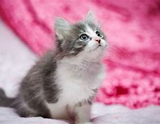 Image result for Cat with Pink Background