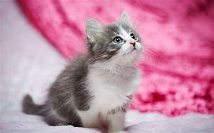 Image result for Kawaii Pink Cat Background