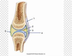 Image result for What Is Synovial Membrane