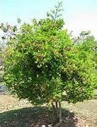 Image result for Trees in Sri Lanka