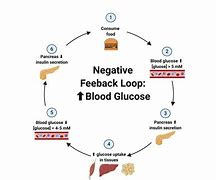 Image result for Insulin Feedback Loop