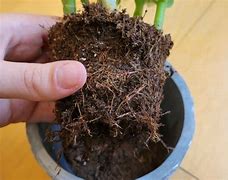 Image result for Jade Plant Roots