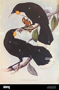 Image result for Huia Draw