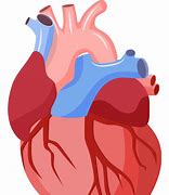 Image result for Anatomical Heart Vector