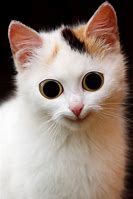 Image result for Funny Cat Scary