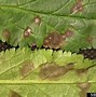 Image result for Septoria Leaf Spot