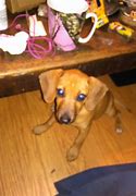 Image result for Chiweenie Dog