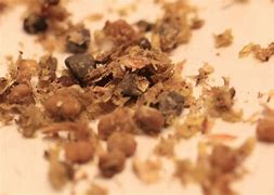 Image result for Dormouse Teeth in Owl Pellets