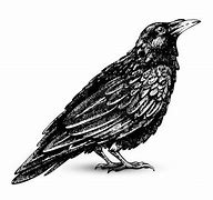 Image result for Crow Raven Clip Art