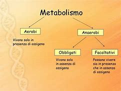 Image result for Batteri Anaerobi