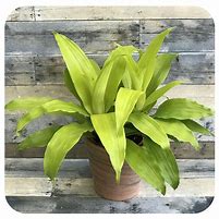 Image result for Dracaena Limelight