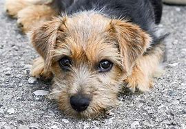 Image result for AKC Terrier Breeds