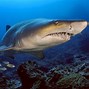 Image result for Little Pet Sharks