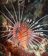 Image result for Lionfish Pet