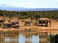 Image result for Habitat Ellie The Elephant