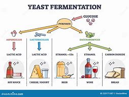 Image result for Fermentation Processes