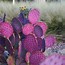 Image result for Desert Garden Design Ideas