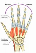 Image result for Dorsal Anatomy