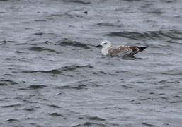 Image result for Caspian Gull