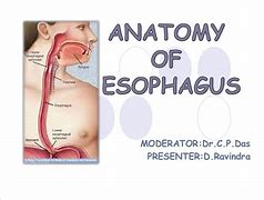 Image result for Relations of Esophagus