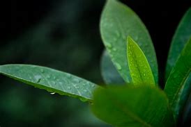 Image result for Greenheart Tree Leaf