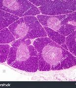 Image result for Histology Diagram