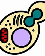 Image result for Yeast Cell Cartoon