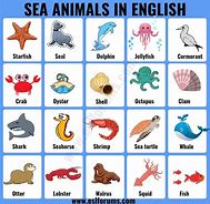 Image result for Ocean Mammals Animals