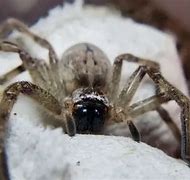 Image result for Arizona Crab Spider