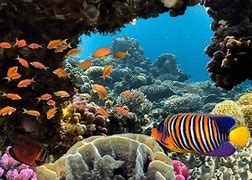 Image result for Biodiversity in Ocean