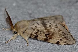 Image result for Gypsy Moth Invasive Species