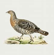 Image result for Quail Pixabay ABC