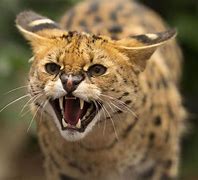 Image result for Serval Cat Wallpaper 4K