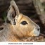 Image result for Hare Portrait Side Profile