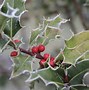 Image result for Evergreen Bush