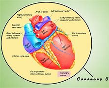 Image result for Posterior Interventricular Sulcus