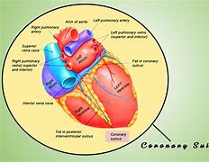 Image result for Interventricular Septum