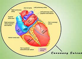 Image result for Atrioventricular Coronary Sulcus