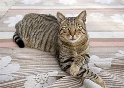 Image result for What Do Tabby Cats Look Like