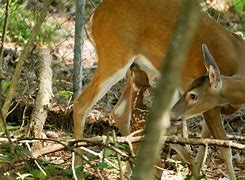 Image result for Female Baby Deer