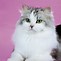 Image result for Top 10 Best Cat Breeds