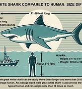 Image result for Great White Shark On Land