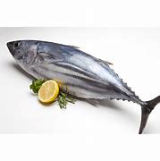 Image result for USA Tuna