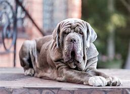 Image result for Grate Mastiff