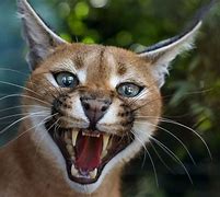 Image result for Caracal Cat Pet