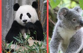 Image result for Panda vs Koala