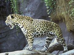 Image result for Jaguar Traits