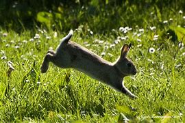 Image result for Rabbit Spring Fever